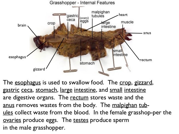 grasshopper anatomy internal